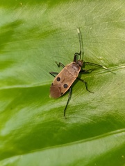 Physopelta quadriguttata