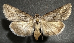 Sympistis cibalis