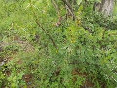 Vachellia exuvialis