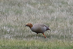 Chloephaga rubidiceps