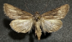 Sympistis cibalis