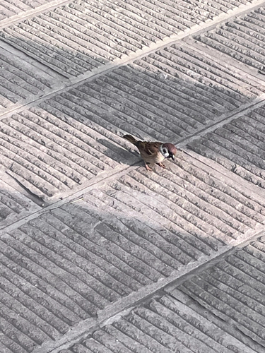 Eurasian Tree Sparrow