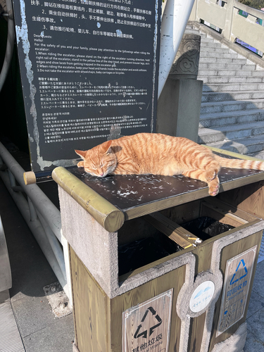 Domestic Cat