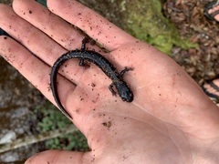 Plethodon ocmulgee