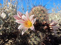 Mammillaria hutchisoniana