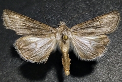 Sympistis cibalis