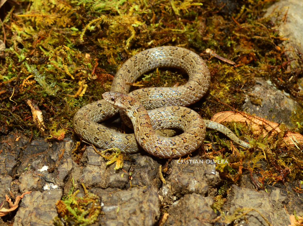 Hardy's Hook-nosed Snake