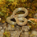 Hardy's Hook-nosed Snake - Photo (c) Cristian Olvera, some rights reserved (CC BY-NC-ND), uploaded by Cristian Olvera