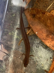 Stereochilus marginatus