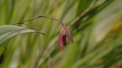 Stelis pachyglossa