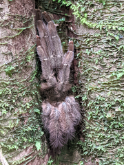 Psalmopoeinae