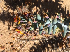 Daviesia pachyphylla