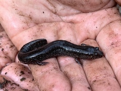Desmognathus auriculatus