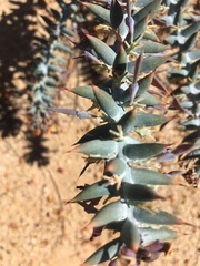 Daviesia pachyphylla