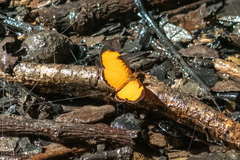 Tegosa serpia