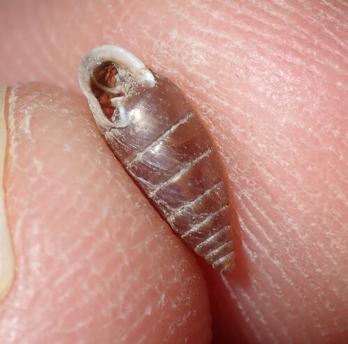 Granaria variabilis
