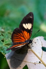 Castilia perilla