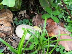 Pithecopus hypochondrialis