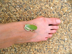 Pithecopus hypochondrialis