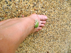 Pithecopus hypochondrialis