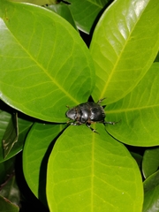 Dichotomius carolinus