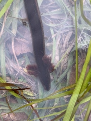 Pseudobranchus striatus