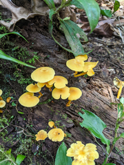 Tricholomopsis aurea