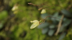 Specklinia