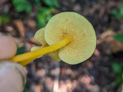 Tricholomopsis aurea