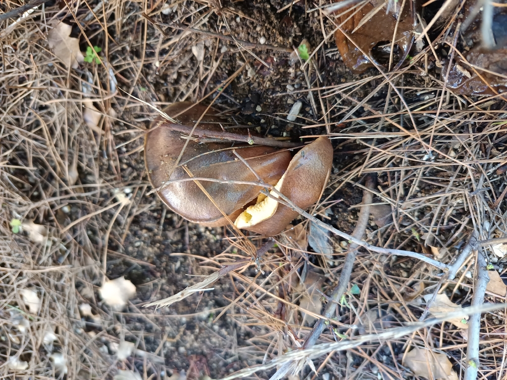 Suillus collinitus · December 2025 · photo: © geoexplorers (iNaturalist, cc-by-nc)