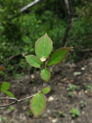 Euphorbia analamerae