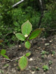 Euphorbia analamerae image