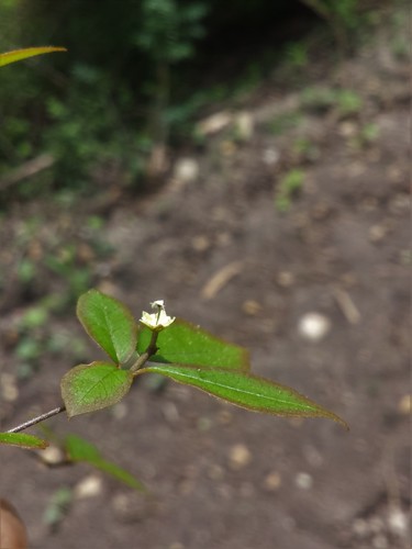 Euphorbia analamerae image