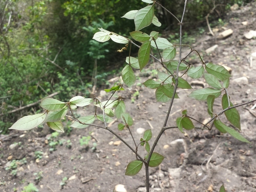 Euphorbia analamerae image