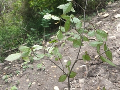 Euphorbia analamerae image