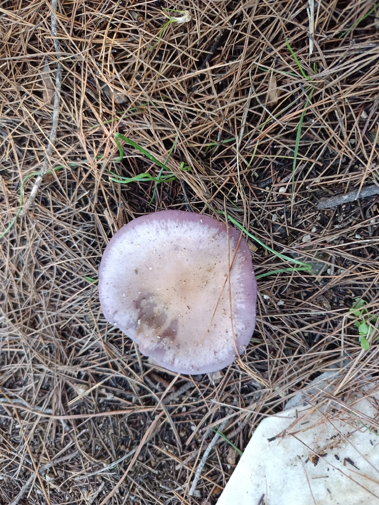 Collybia sordida · December 2025 · photo: © geoexplorers (iNaturalist, cc-by-nc)