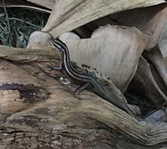 Emoia cyanura