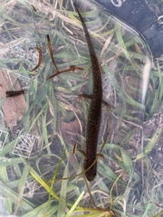 Desmognathus auriculatus