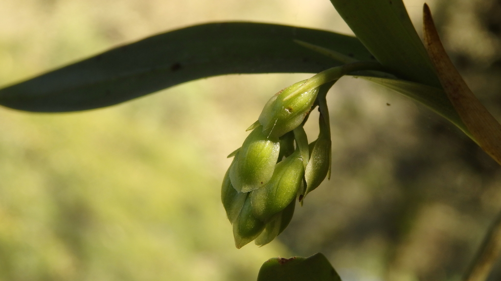 Epidendrum fruticosum