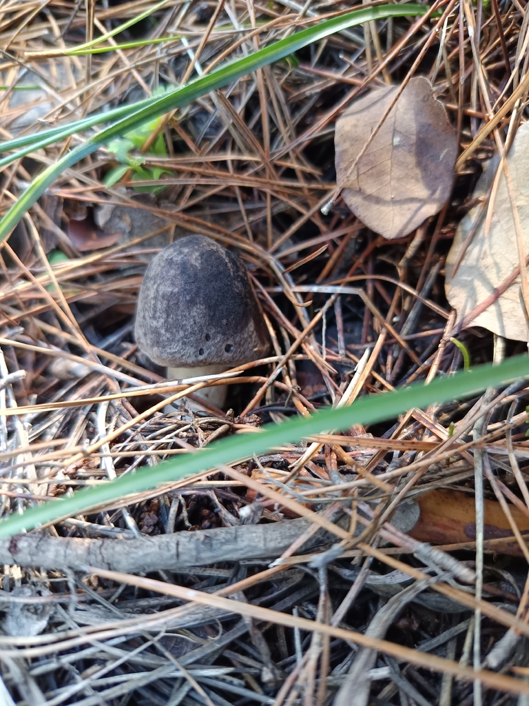 Tricholoma terreum · December 2025 · photo: © geoexplorers (iNaturalist, cc-by-nc)