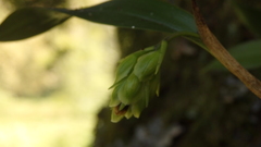 Epidendrum fruticosum