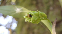 Epidendrum fruticosum