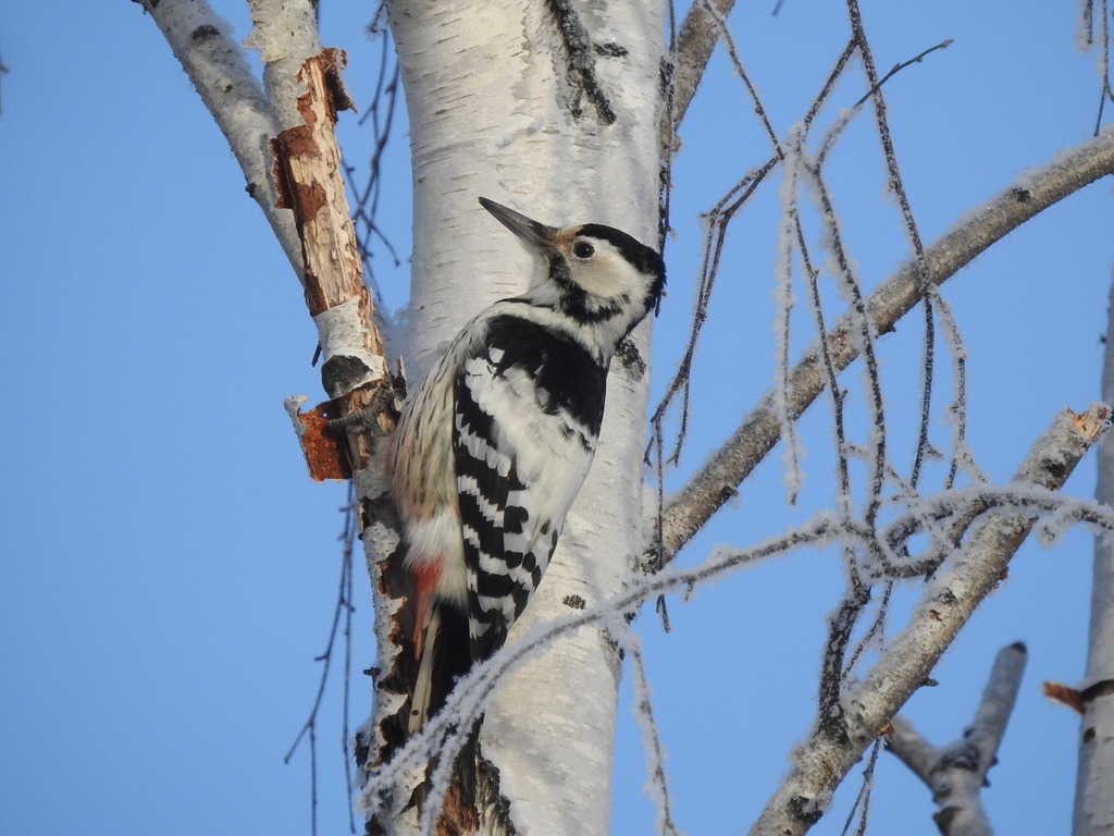 White-backed Woodpecker