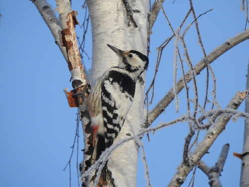 White-backed Woodpecker