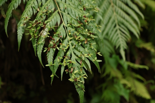 Woodwardia orientalis × Woodwardia prolifera iNat (1)