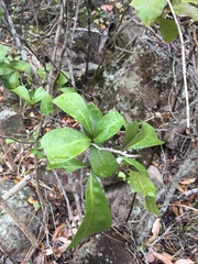 Cupaniopsis wadsworthii
