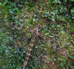 Austrolimnophila argus