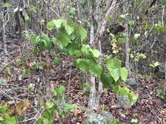 Barklya syringifolia