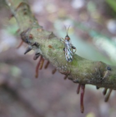 Canthyloscelis antennata