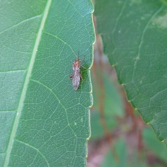 Canthyloscelis antennata